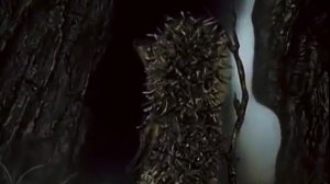 ёжик в тумане