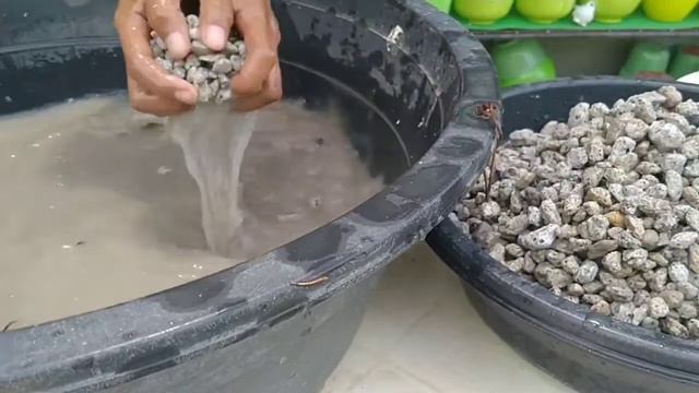 PUMICE FOR SUCCULENT & CACTUS + SAAN BA GINAGAMIT ANG PUMICE смотреть онлайн
