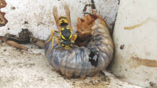 Оса ест личинку майского жука смотреть онлайн