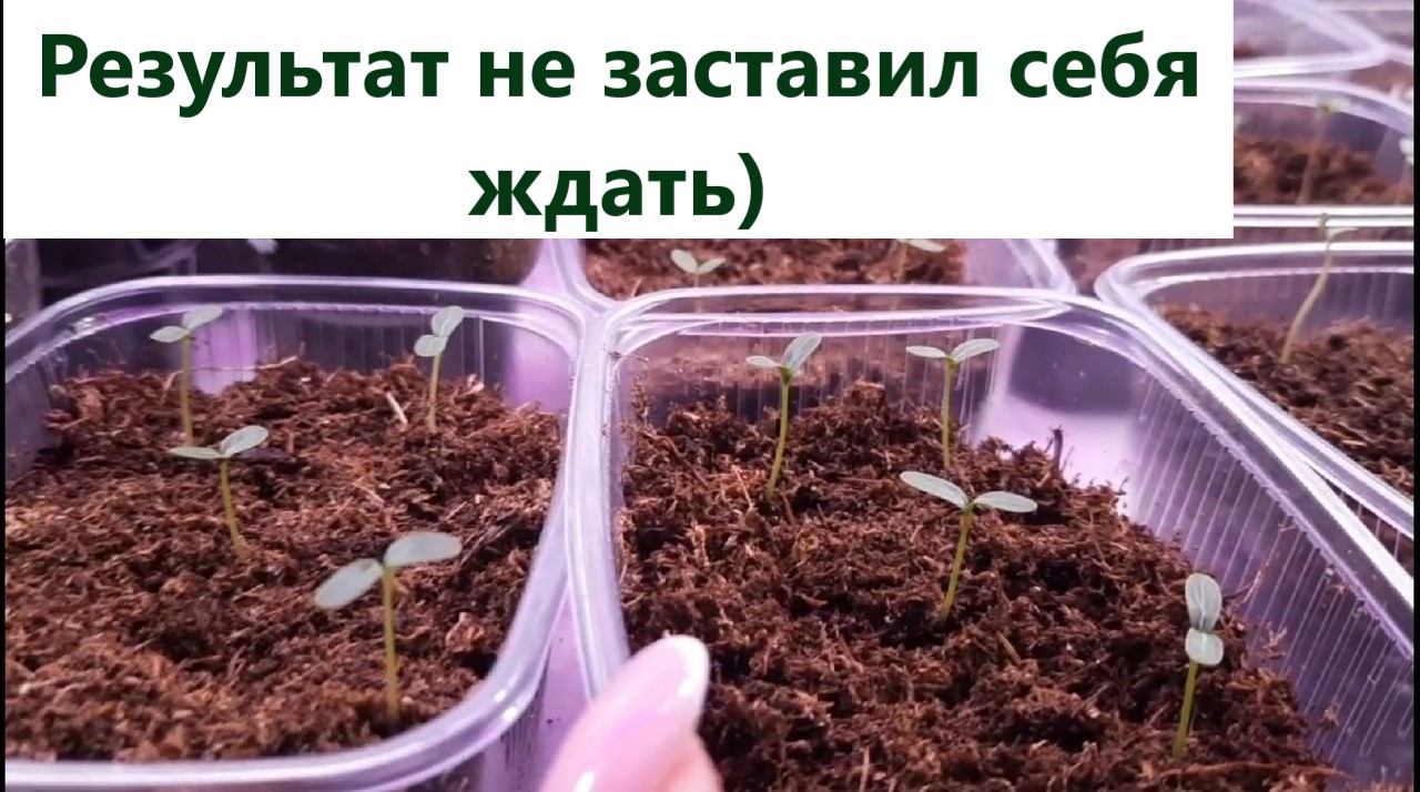 Семена катарантуса результат всходов на 5 день. Укорененные черенки катарантуса. смотреть онлайн