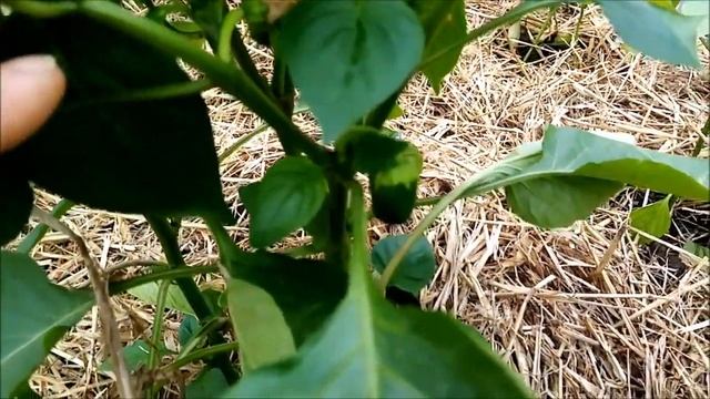 ПЕРЕЦ. ВЫПОЛНИТЕ 5 ПРАВИЛ ПРИ ВЫРАЩИВАНИИ ПЕРЦА В ТЕПЛИЦЕ И УРОЖАЙ ВАМ ОБЕСПЕЧЕН смотреть онлайн