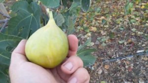 Инжир сорта Yellow long neck fig продолжает удивлять.