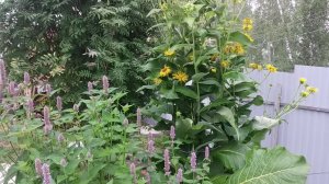 Релаксирующие звуки природы, пение птиц, атмосфера дачи