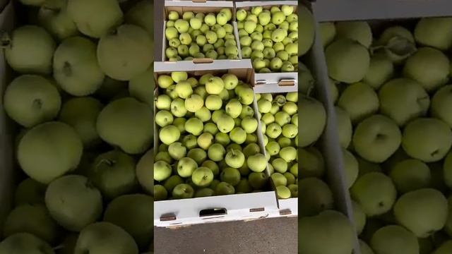 Яблоки Липецк смотреть онлайн