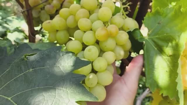 РАТАТУЙ киш миш