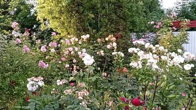 #розы Барок, Чиппендейл, Чайковский отцветают, немного сада прогулка 03.06.23 смотреть онлайн