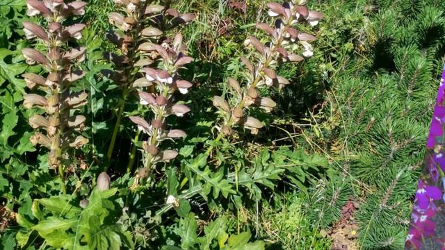 Ботанический Сад 2018 г. [Автор: Олеся Шалгина] смотреть онлайн