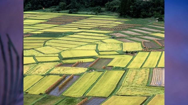 §43 "Природно-территориальные комплексы России", География 8 класс, Полярная звезда смотреть онлайн