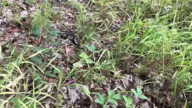 Green Russula Mushrooms And King Bolete Mushrooms July 19, 2020