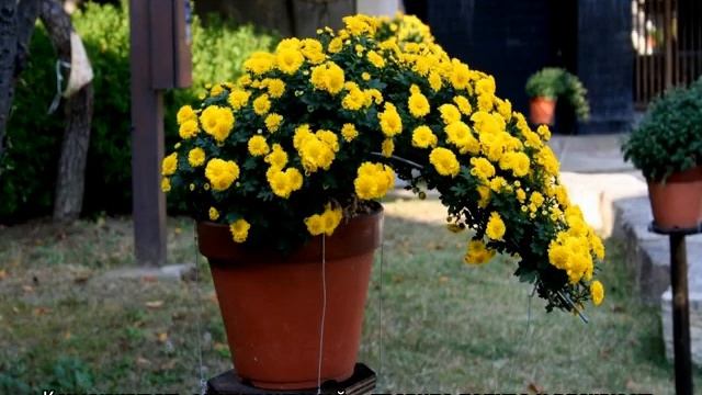 Хризантема в горшке — уход в домашних условиях смотреть онлайн