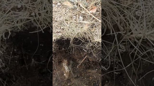 УДАЧНАЯ НАХОДКА?. Бронза. Или латунь? Металлокоп смотреть онлайн