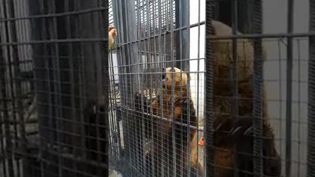 В ЗООПАРКЕ МЕДВЕДИ МИЛЫЕ И УМНЫЕ ЖИВОТНЫЕ, п. БОЛЬШЕРЕЧЬЕ ОМСКАЯ ОБЛАСТЬ смотреть онлайн