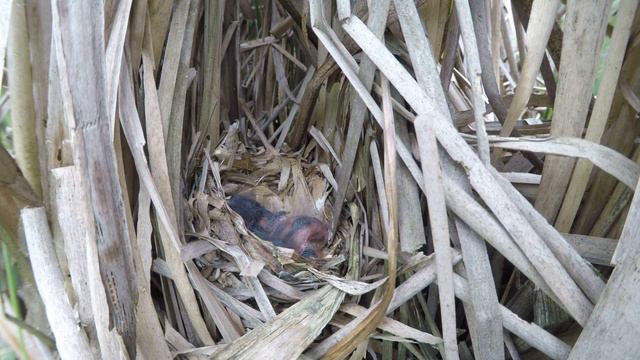 Сверчок соловьиный 170622 1 в рогозе 2017 07 15 GP5 21 смотреть онлайн