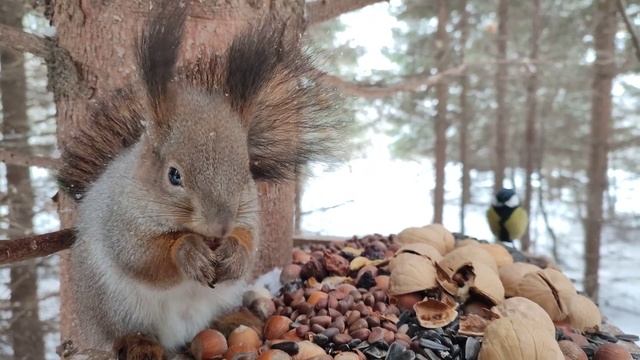 Белка в кормушке грызёт орешки смотреть онлайн