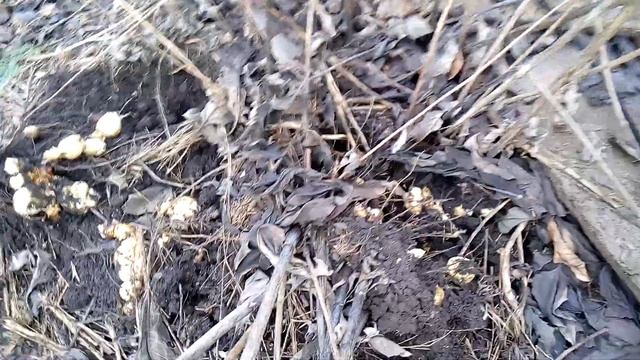 Домашний шеф-повар для начинающих