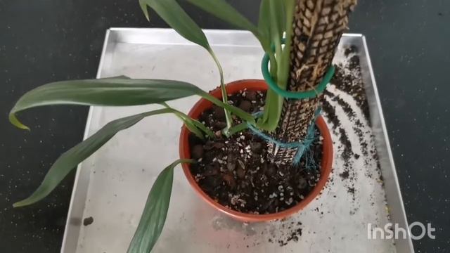 Epipremnum Amplissimum Silver - Repot and Propagation смотреть онлайн