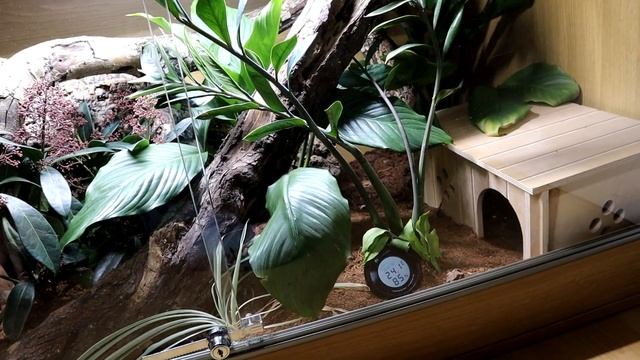 Royal Python Vivarium (I'm bored of seeing empty racks- temp housing) FOSTER SNAKE! смотреть онлайн