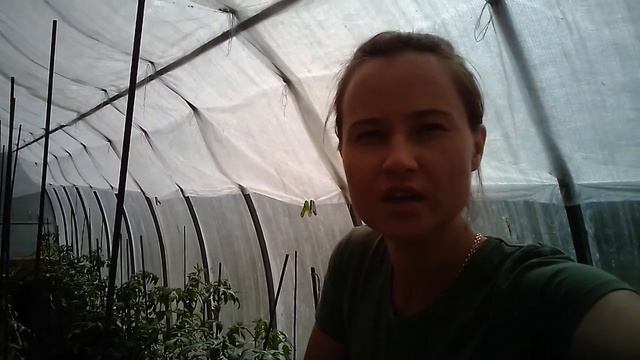 ДЕЛАЮ ПОДКОРМКУ ДЛЯ ОГУРЦОВ. смотреть онлайн