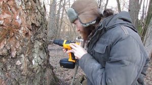 Сбор березового сока. Основы