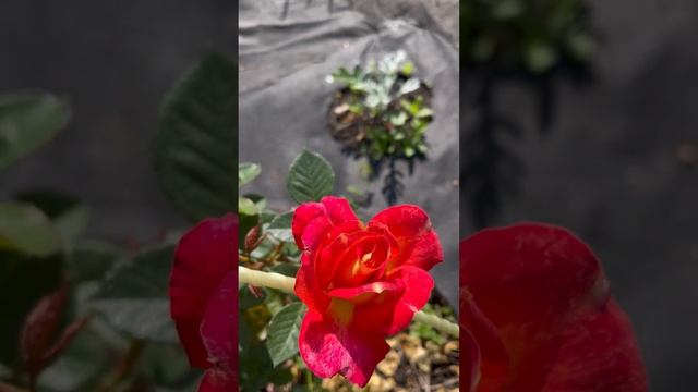 Роза ДЕКОР АРЛЕКИН(плет.,шраб) 30.06.23/3 летка/ #дача #розы #сад #цветы #лето #сортароз #роза смотреть онлайн