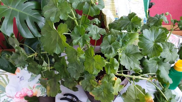 Primavara Trebuie Sa Faci Asta La Muscate!