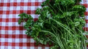 КАК ВЫРАСТИТЬ ПЕТРУШКУ НА ПОДОКОННИКЕ