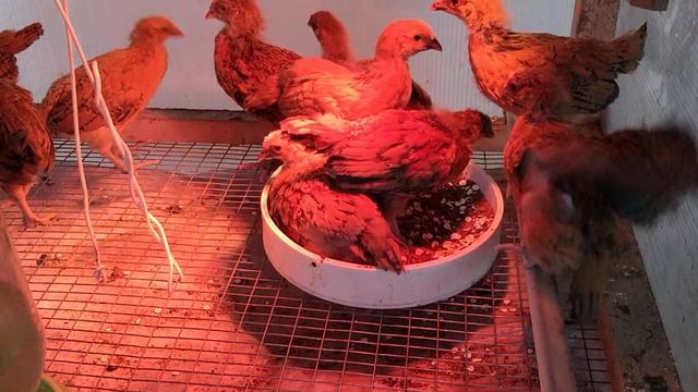 Цыплята и песок смотреть онлайн