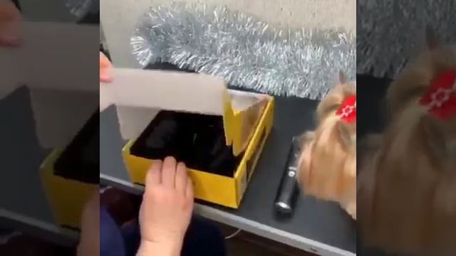 Обзор машинки для стрижки животных Major Dog Hunfrise H22 смотреть онлайн