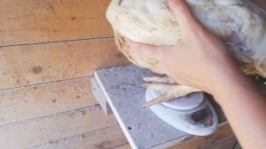 Правильный вес бройлеров в 1.5 месяца .  Пополнение на ферме