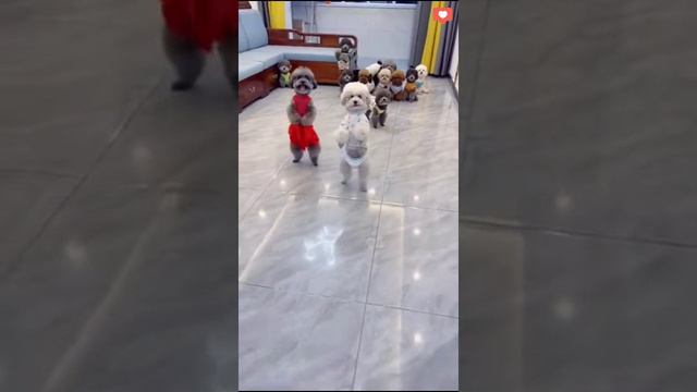 ЛАМБАДА | вот так надо танцевать :)