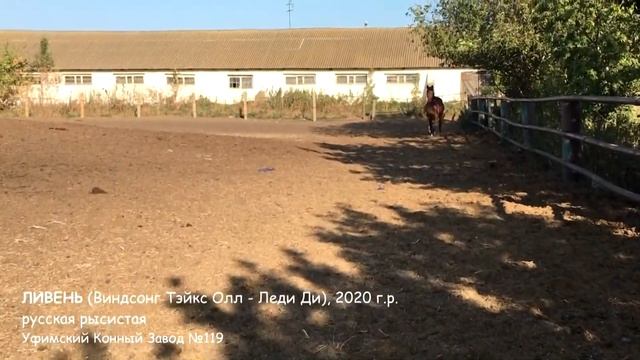 ПРОДАН. Русская рысистая. ЛИВЕНЬ, жеребец, 2020 г.р. смотреть онлайн