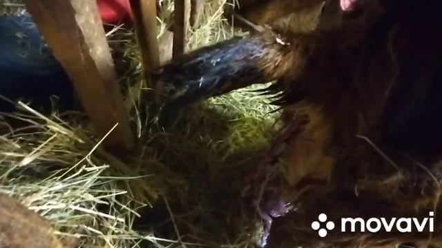 РАДОСТЬ ПРИШЛА , НО БЕЗ ПОТЕРЬ НЕ ОБОШЛОСЬ.....