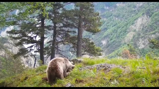 ⛰️❗️Мишки занимаются борьбой😁 #мишки #дагестан #горы #природа смотреть онлайн