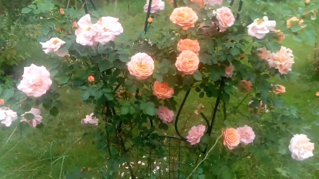 Начало цветения роз 12.06.2019 смотреть онлайн