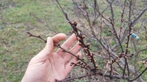 ПЕРВАЯ  ОБРАБОТКА АБРИКОСА