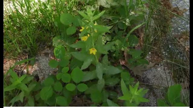 Lysimachia punctata, Greece 23 5 19 Platanitsi by Theo Fotiadis смотреть онлайн
