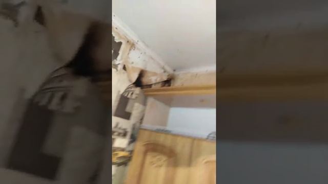 Ставим ловушки для тараканов. смотреть онлайн