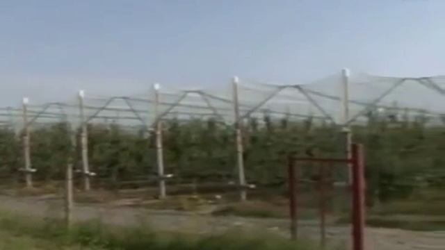 Тиса-1.Яблуневі сади. смотреть онлайн