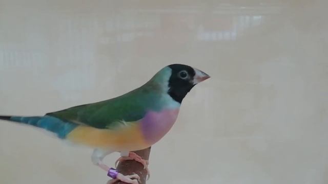 Самка амадины Гульда 03.12.2020