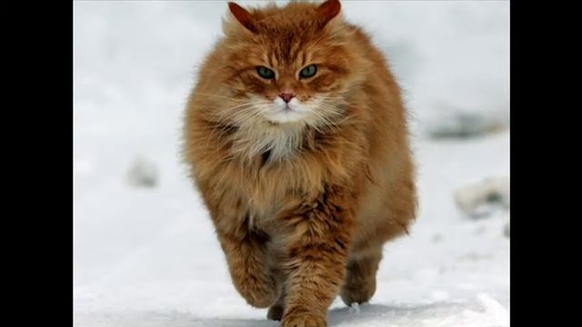 РЫЖИЙ КОТ... прикольный ролик... смотреть онлайн