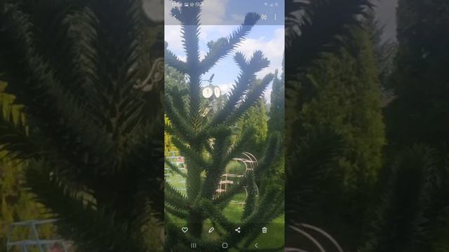 Харьков Араукария Чилийская эко парк Фельдмана смотреть онлайн