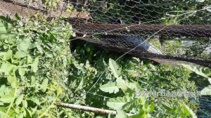 Томат Терек ф1, в чем его коварность Томат Терек F-1.  Часть  1