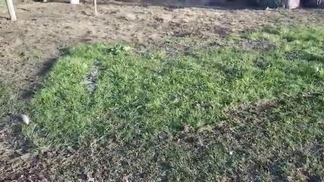 О вреде овощей из теплицы из поликарбоната , крыша из поликарбоната это опасно! смотреть онлайн