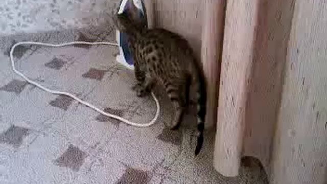 Бенгальский котёнок, 3 месяца смотреть онлайн