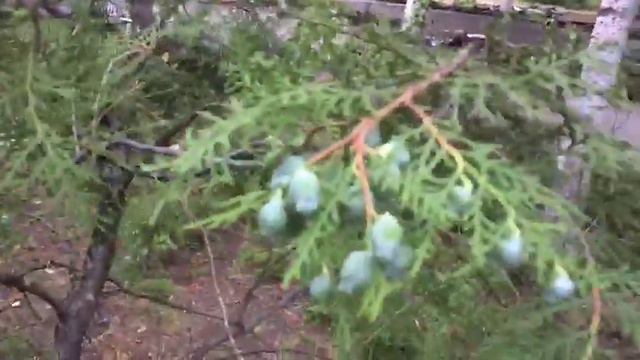 Спилили туи в парке Шахт при реконструкции сквера смотреть онлайн