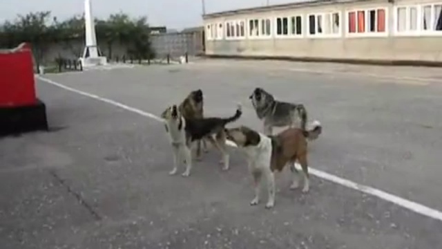 Собаки поют гимн смотреть онлайн