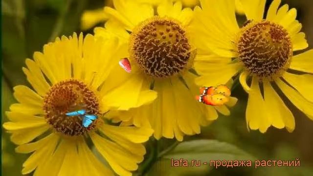 Гелениум осенний Канария (helenium autumnale kanaria) ? обзор: как сажать, саженцы гелениума Канари смотреть онлайн