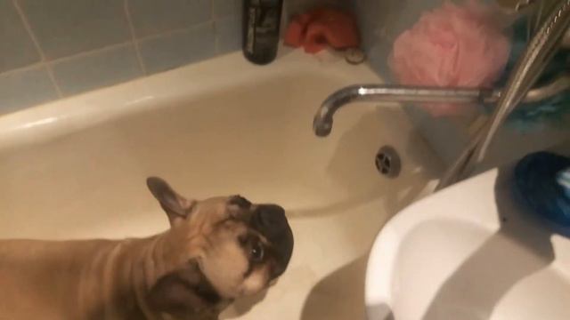 Французский бульдог после прогулки смотреть онлайн