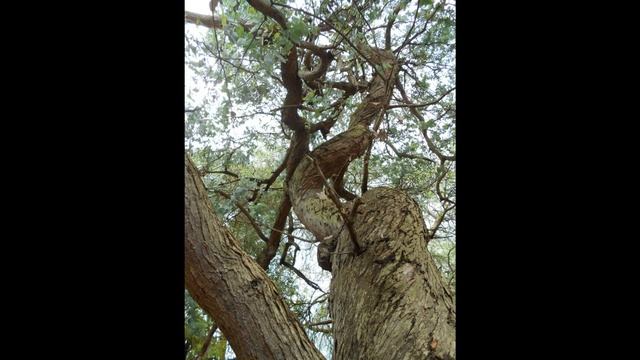 Plant ID: Argyle Apple (Eucalyptus Cinerea)