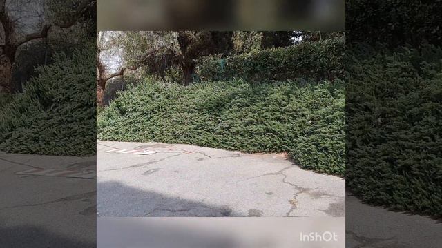 Анютины глазки у ларька.... смотреть онлайн